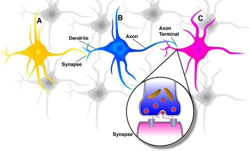 Schéma des neurones biologiques adjacents, pris sans autorisation de https://octaviansima.wordpress.com/2010/12/30/artificial-neural-networks-ann-introduction/